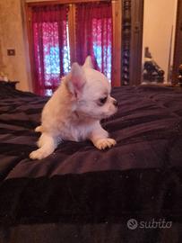 Cucciola di chihuahua microscopica