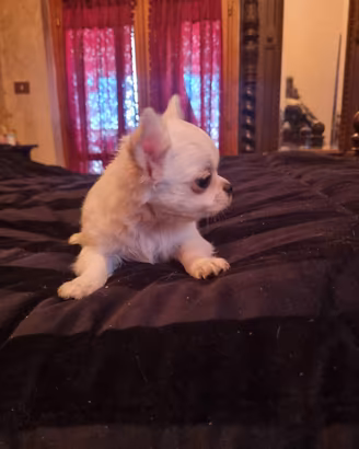 Cucciola di chihuahua microscopica