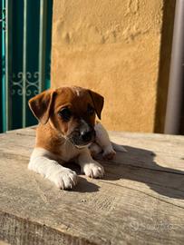 Jack Russell terrier pelo liscio cucciolo femmina