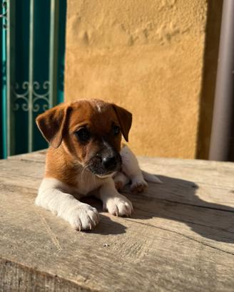 Jack Russell terrier pelo liscio cucciolo femmina