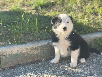 Border collie