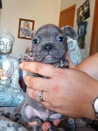 Bulldog francese