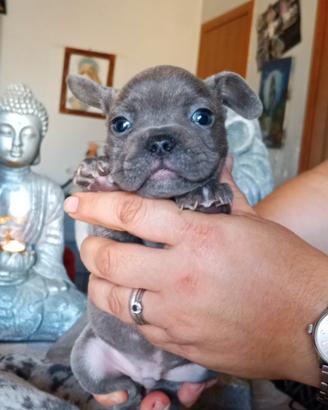 Bulldog francese