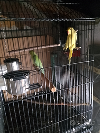 Pappagallo di colore