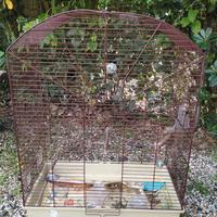 Gabbia Canarini, Cocorite, Uccelli esotici