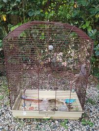 Gabbia Canarini, Cocorite, Uccelli esotici