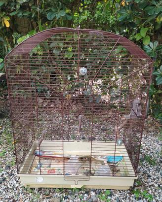 Gabbia Canarini, Cocorite, Uccelli esotici