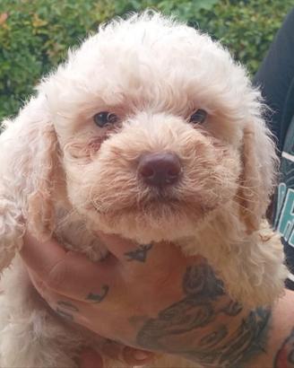 Lagotto romagnolo da tartufi 