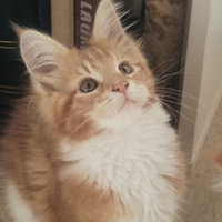 Cuccioli Maine Coon