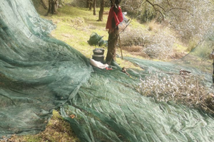 Terreno uliveto bosco Amalfi coast