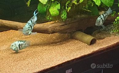 Pesci ciclidi polar parrot