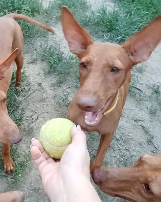 Cuccioli Cirneco dell' Etna con Pedigree