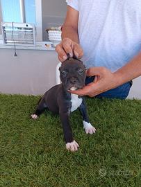 American Pitbull terrier