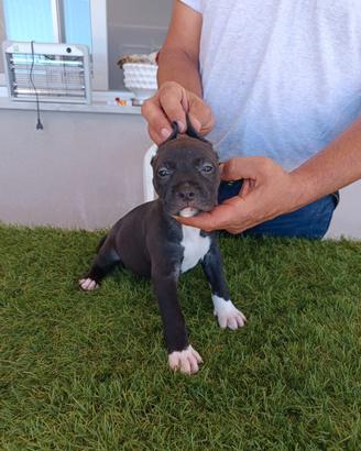 American Pitbull terrier