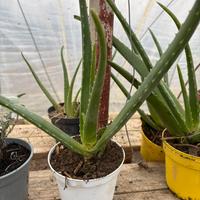 Piantine di Aloe, Rosmarino, Salvia
