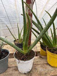 Piantine di Aloe, Rosmarino, Salvia