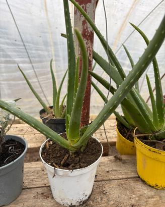 Piantine di Aloe, Rosmarino, Salvia