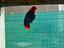 Immagine 3