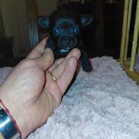 Chihuahua taglia piccola mini