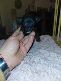 Chihuahua taglia piccola mini