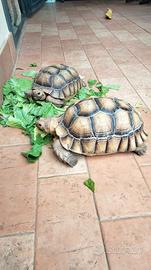 2 Tartarughe sulcata dianni 10