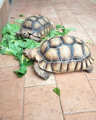 2 Tartarughe sulcata dianni 10