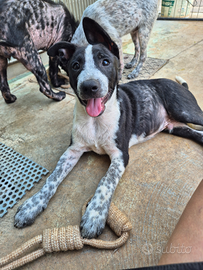 Cucciolotto mix border collie