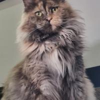 Maine Coon