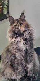 Maine Coon