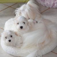 Maltese toy