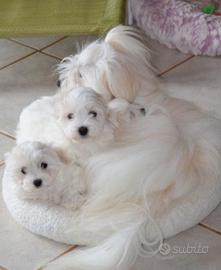 Maltese toy