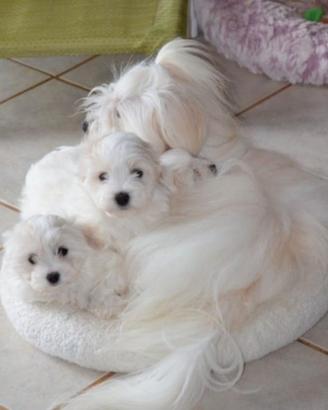 Maltese toy