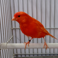 Canarini Novelli 2025