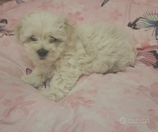 Maltesi taglia piccola