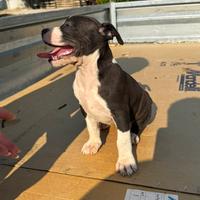 Cucciola amstaff alta genealogia pedigree enci