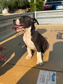 Cucciola amstaff alta genealogia pedigree enci