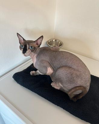 Gatto Sphynx