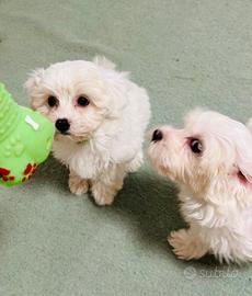 bichon Frise a poil nati in casa 