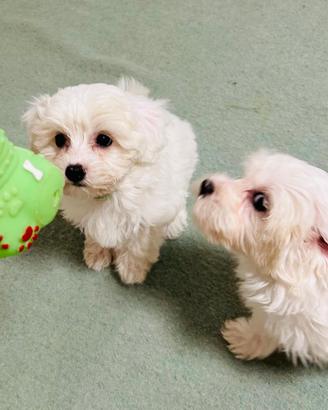 bichon Frise a poil nati in casa 