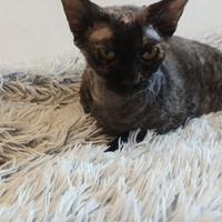 Gatto adulto canadian sphynx