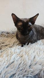 Gatto adulto canadian sphynx