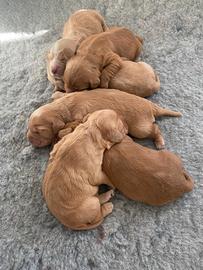 Cocker Spaniel fulvi