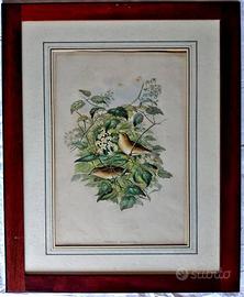 “CURRUCA HORTENSIS” J. Gould e H.C. Richter
