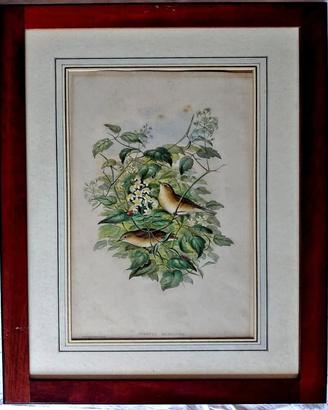 “CURRUCA HORTENSIS” J. Gould e H.C. Richter