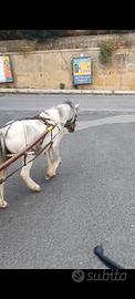 Pony