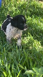 Cuccioli Breton