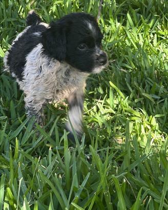 Cuccioli Breton