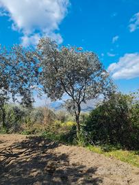 Terreno agricolo San Carlo Vallefrischi