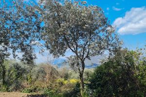 Terreno agricolo San Carlo Vallefrischi