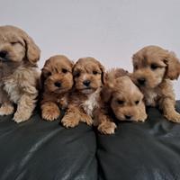 Maltipoo cuccioli